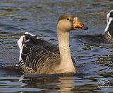 White-fronted Goose 9P52D-005